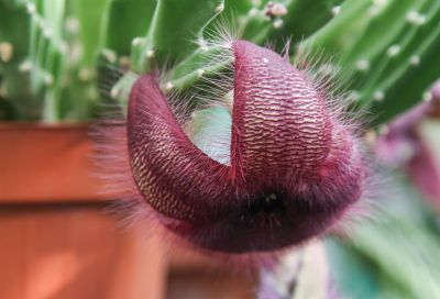 Stapelia Blüte