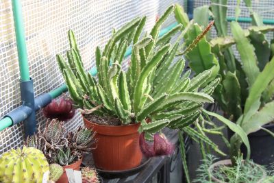 Stapelia Altpflanze