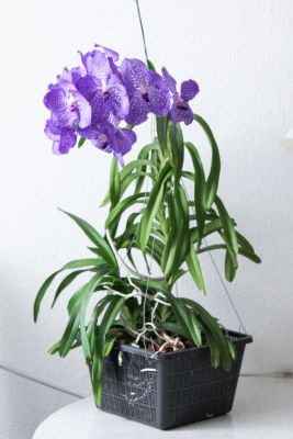 Vanda Sansai Blue