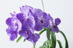 Vanda Sansai Blue