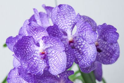 Vanda Sansai Blue