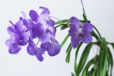 Vanda Sansai Blue