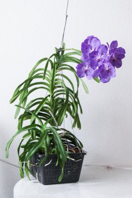 Vanda Sansai Blue