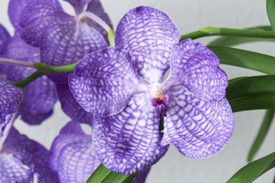 Vanda Sansai Blue