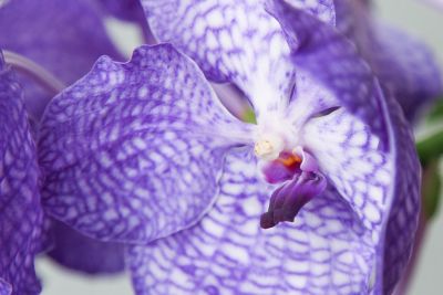 Vanda Sansai Blue