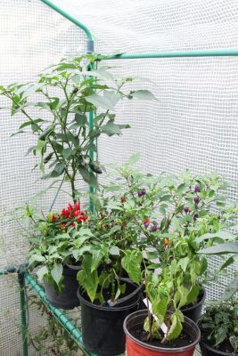 Chili-Pflanzen