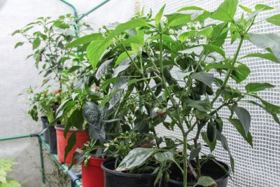 Chili-Pflanzen im Gewächshaus