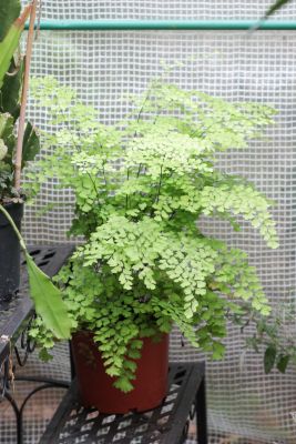 Frauenhaarfarn (Adiantum raddianum 'Fragrans')