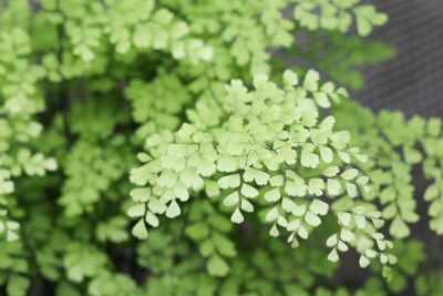 Frauenhaarfarn (Adiantum raddianum 'Fragrans')