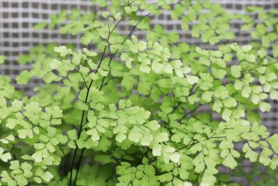 Frauenhaarfarn (Adiantum raddianum 'Fragrans')