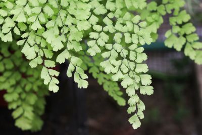 Frauenhaarfarn (Adiantum raddianum 'Fragrans')