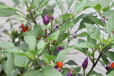 Chili 'Bolivian Rainbow' (7)