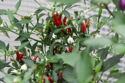 Chili 'Demon Red' (7)