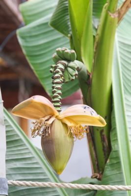 Blütenstand Banane