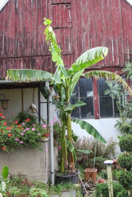 Banane im Garten