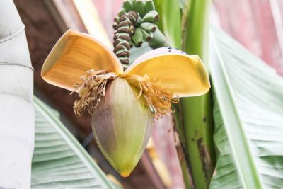 Blütenstand Banane