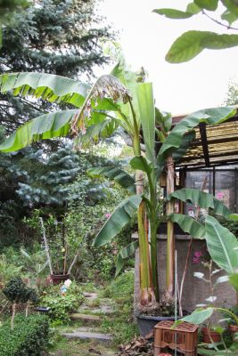 Bananenpflanze im Garten