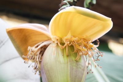 Bananenblüten