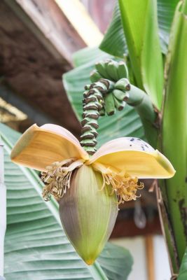 Bananenblüte