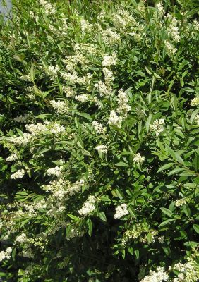 Blühender Liguster (Ligustrum)