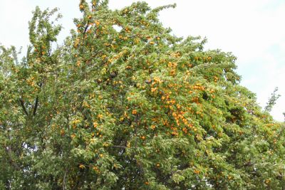 Üppiger Mirabellen-Baum