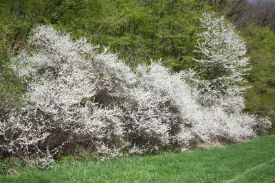 Schlehe (Prunus spinosa)