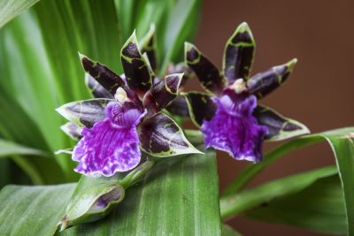 Zygopetalum Orchidee