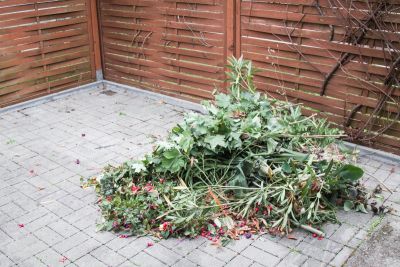 Gartenpflanzen zurückschneiden