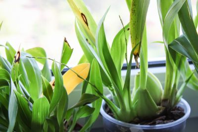 Oncidium "Tiny Twinkle" weiß