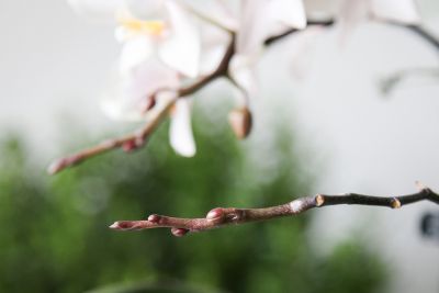 Viele Knospen
