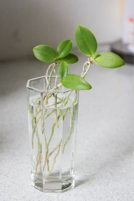 Phalaenopsis equestris Kindel