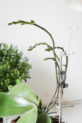 Viele Knospen an Phalaenopsis
