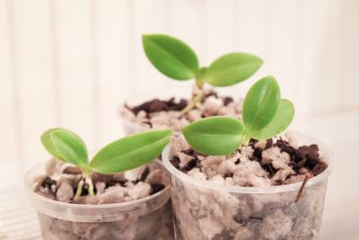 Phal. equestris Kindel eingetopft