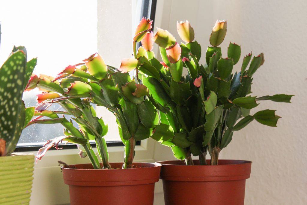 Weihnachtskaktus (Schlumbergera) blüht nun auch bei mir ) » Majas