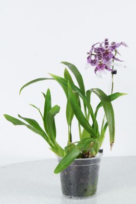 Beallara Peggy Ruth Carpenter