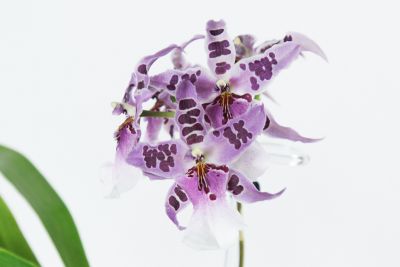 Beallara Peggy Ruth Carpenter