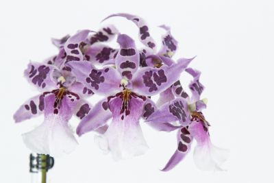 Beallara Peggy Ruth Carpenter