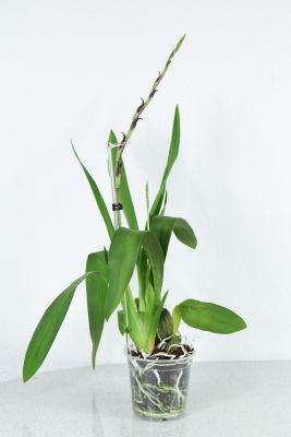 Colmanara Massai 