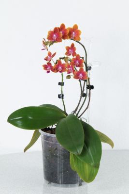 Phalaenopsis Tying Shin Cupid