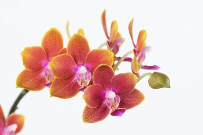 Phalaenopsis Tying Shin Cupid
