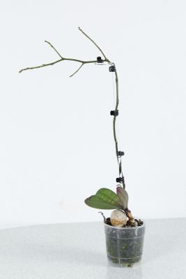 Phalaenopsis stuartiana