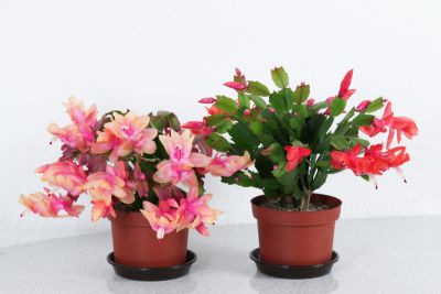 Meine Weihnachtskakteen (Schlumbergera)