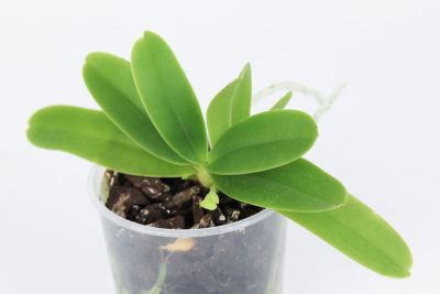 Unbekannte Orchidee