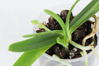 Unbekannte Orchidee