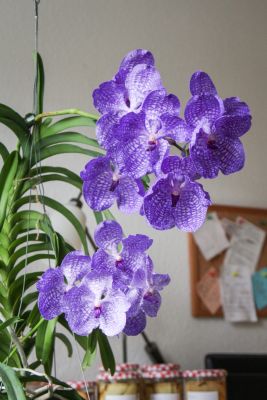 Vanda Sansai Blue mit Kindel