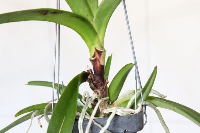 Blattfall an Vanda Orchidee