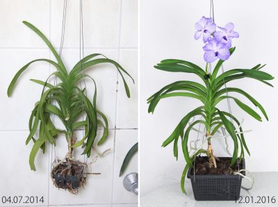 Entwicklung Vanda lila