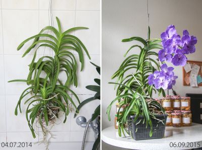 Entwicklung Vanda Sansai Blue