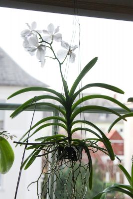 Vanda Lavender Mist