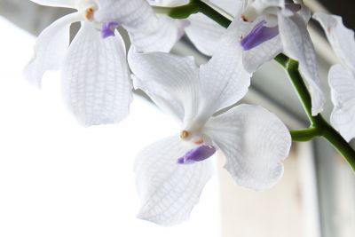 Vanda Lavender Mist